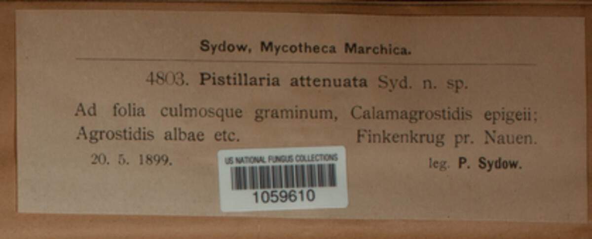 Pistillaria image